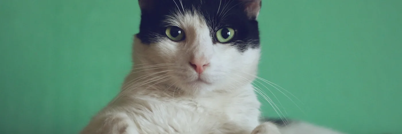 Cat relaxing comfortably at home